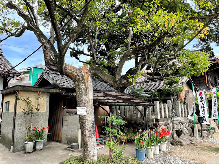 龍蔵寺 オガタマノキ