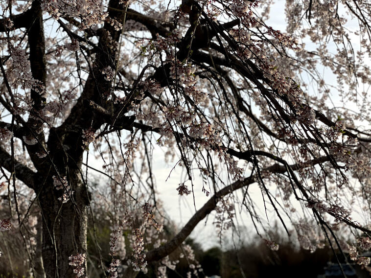 安楽寺 桜