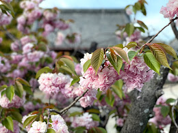 安徳寺 桜